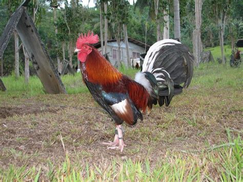 The two most popular gamefowl from Britain in the early days of cockfighting were the Whitehackles of North Briton and the Stone Irish or Warhorses of Ireland. . North briton whitehackle gamefowl